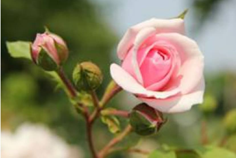 Systemisches Familienstellen