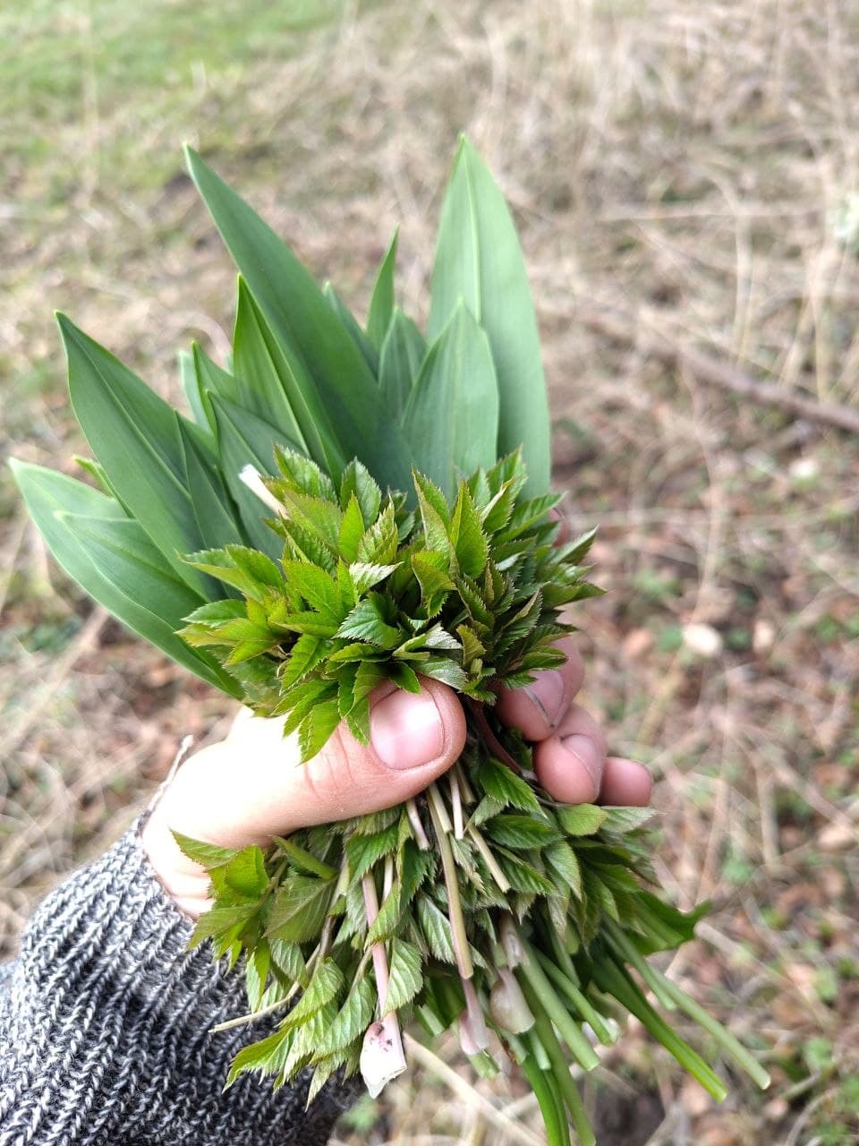 Frühlingskräuter sammeln & 9-Kräuter-Suppe