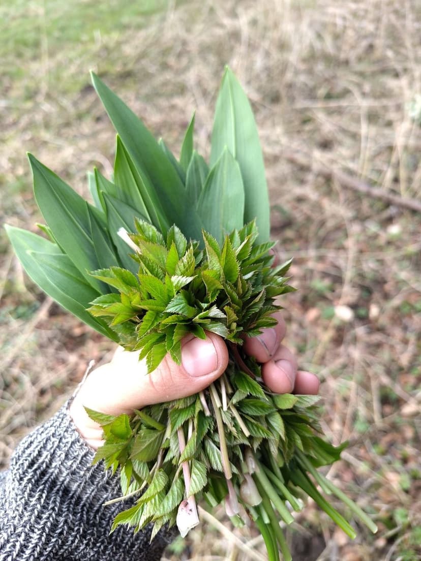 Frühlingskräuter sammeln & 9-Kräuter-Suppe
