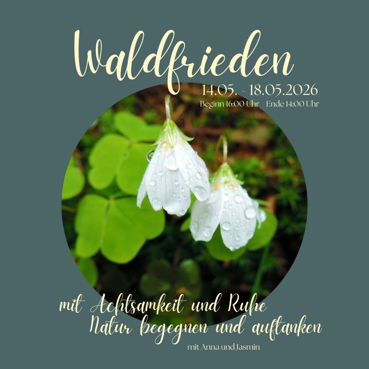 Seminar: Pflanzenwissen, Meditation und Yoga im Wald