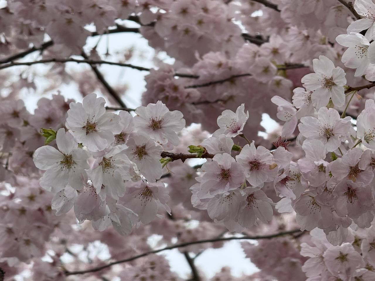 2-week trip to Monterosi: Argentine Tango and Contango