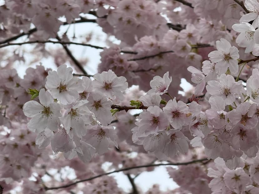 2-week trip to Monterosi: Argentine Tango and Contango