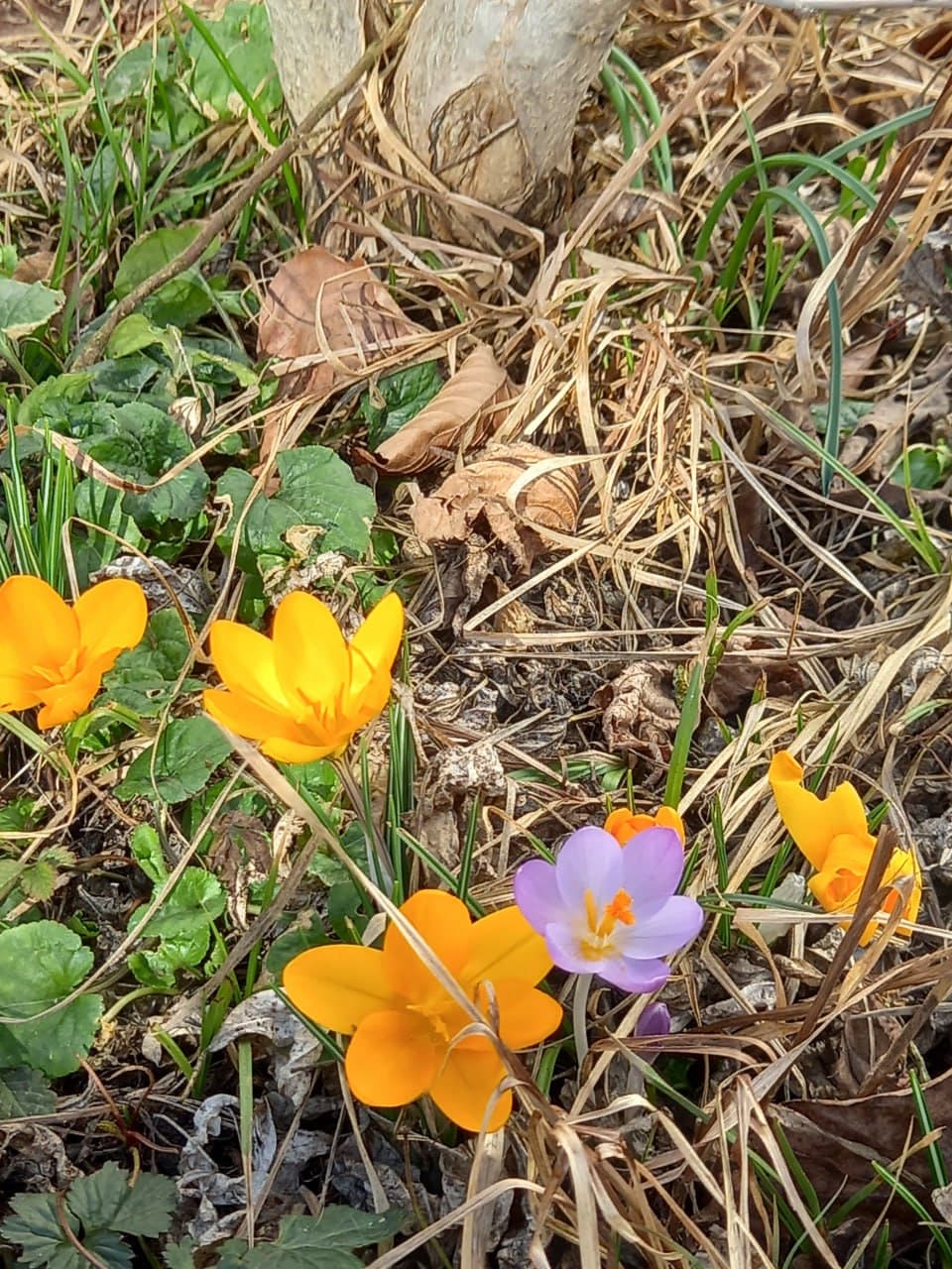 🌼 OSTARA - FRÜHLINGS-TAG-UND-NACHTGLEICHE 🌼