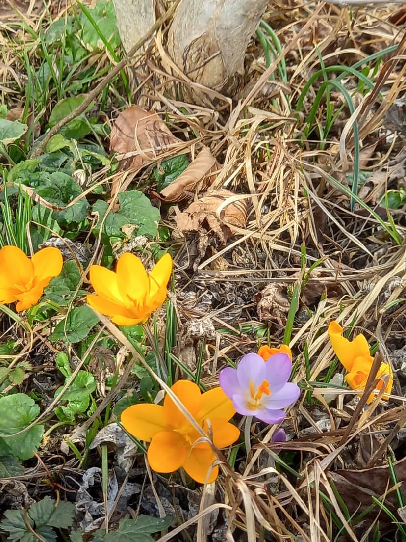 🌼 OSTARA - FRÜHLINGS-TAG-UND-NACHTGLEICHE 🌼